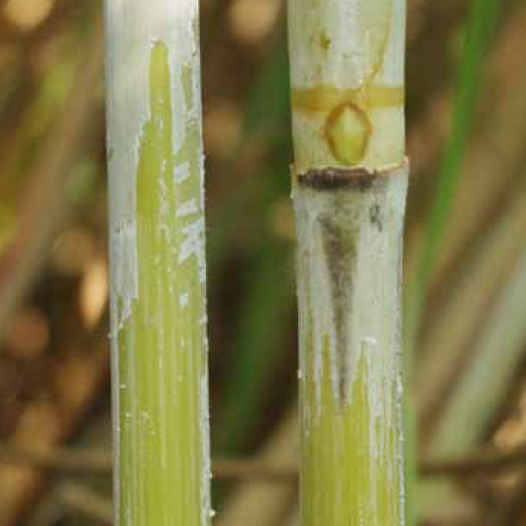 Stalk color under the wax layer – Predominantly green with some yellow hues.